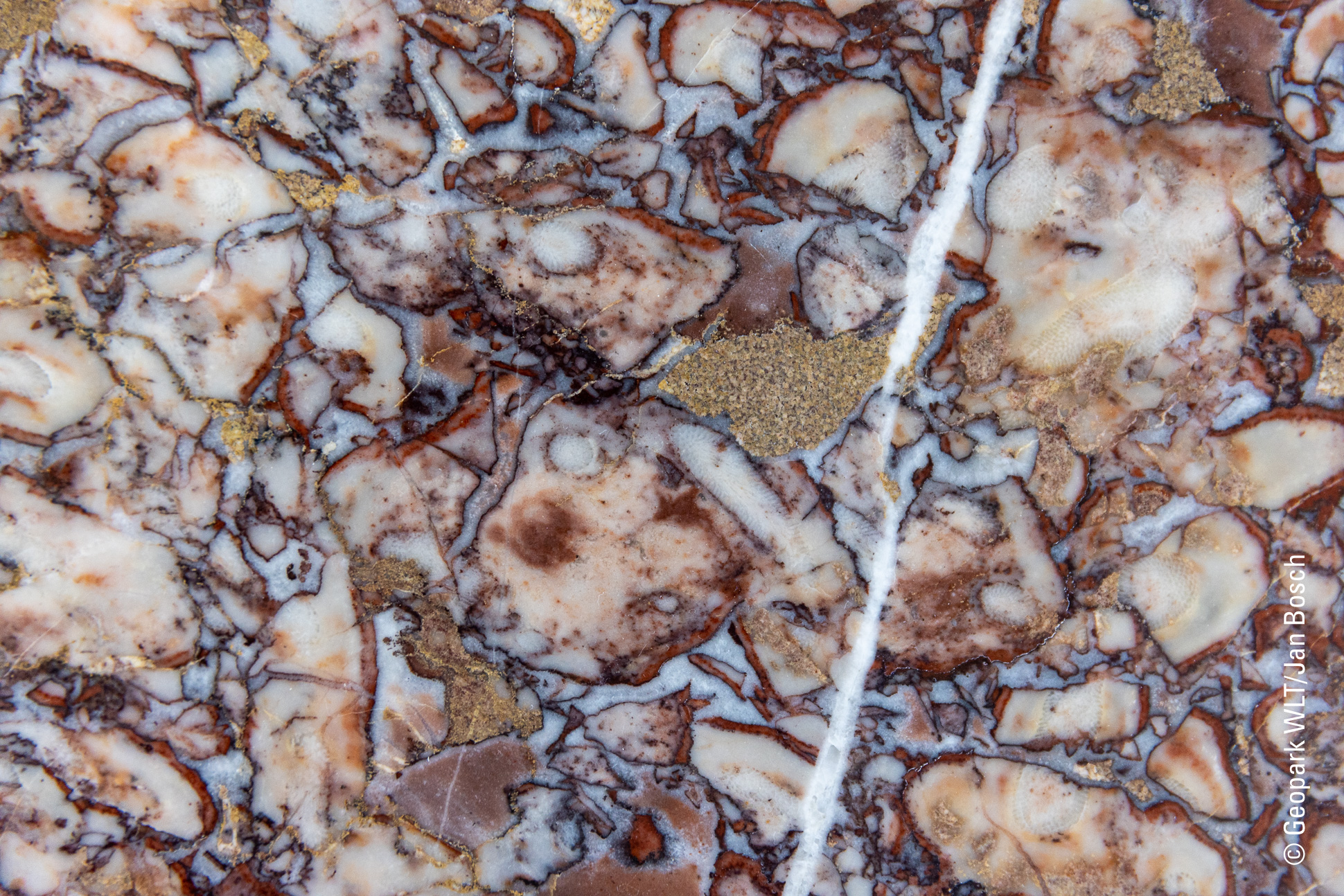 Rot-weißer Lahnmarmor aus dem Steinbruch Schupbach. Das GeoInformationszentrum Lahn-Marmor-Museum informiert den Lahnmarmor, eines wegen seiner reichen Farbigkeit hochgeschätzten polierfähigen Kalksteins. © Jan Bosch